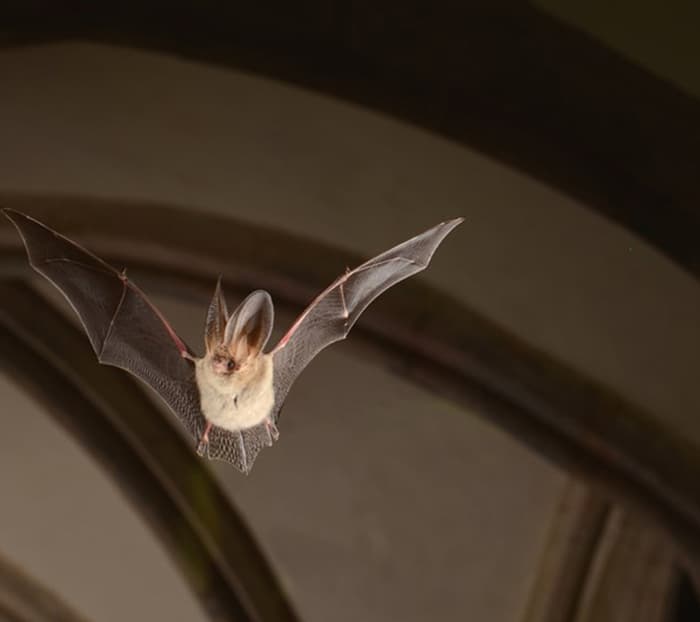 Illustration de l'événement : Nuit internationale de la chauve-souris