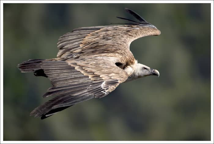 Illustration de l'événement : Les ailes des grands Causses