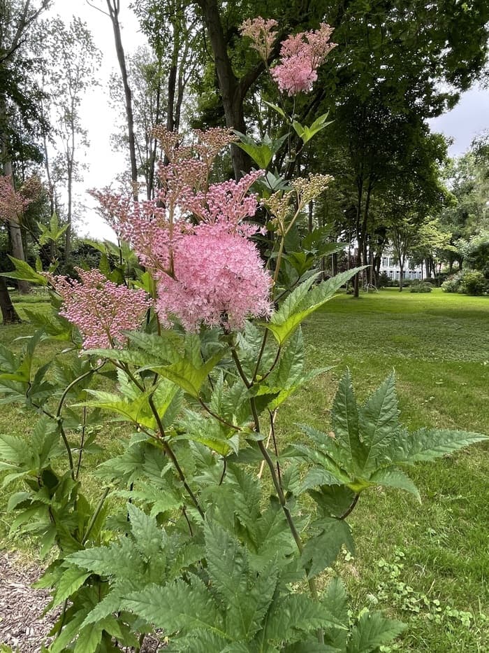 Illustration de l'événement : Visite guidée du Manoir du Pont-de-Metz et son jardin