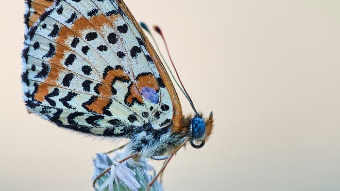 Illustration de l'événement : Vole papillon | Compagnie Impact
