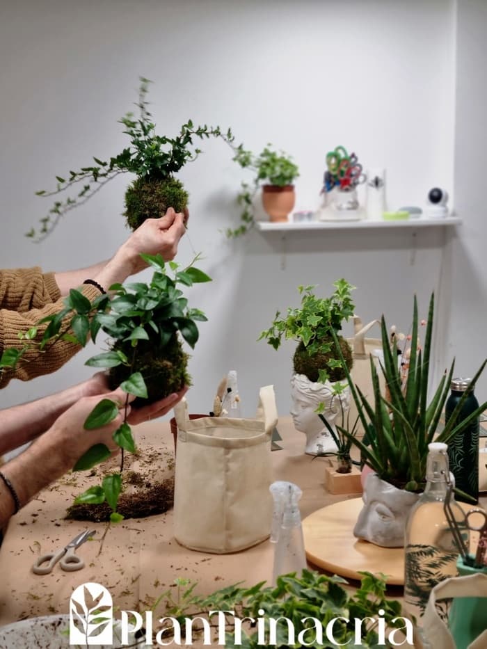 Illustration de l'événement : Atelier de kokedama, l'art japonais ancestral des jardins suspendus, dans le jardin de la maison d'hôtes Chatwin