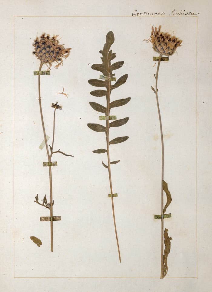 Illustration de l'événement : L’herbier de Jean-Jacques Rousseau