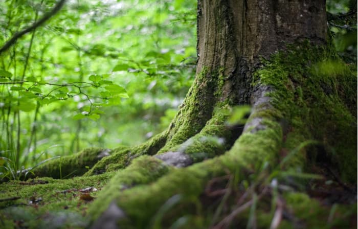 Illustration de l'événement : Bain de forêt