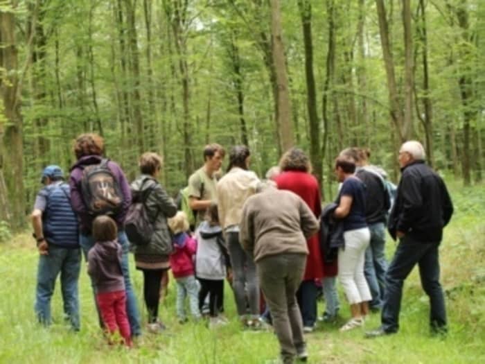 Illustration de l'événement : Levez les yeux ! À la découverte du milieu forestier
