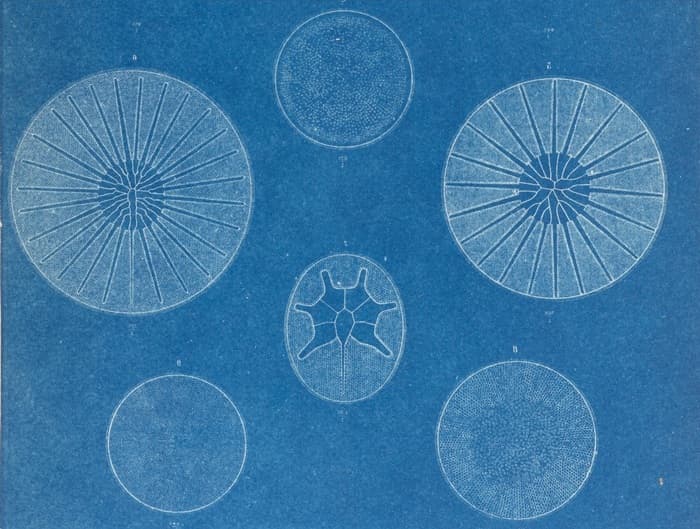 Illustration de l'événement : Les plantes aquatiques dans nos ouvrages