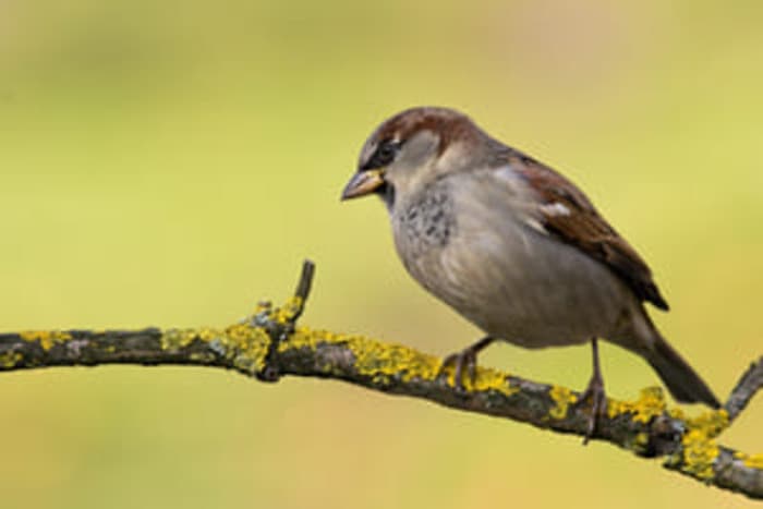 Illustration de l'événement : A la découverte des oiseaux des jardins