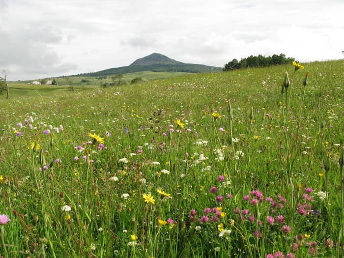 Illustration de l'événement : Les prairies naturelles de l'AOP Fin Gras du Mézenc : des plantes sauvages au service d'un élevage durable (43)