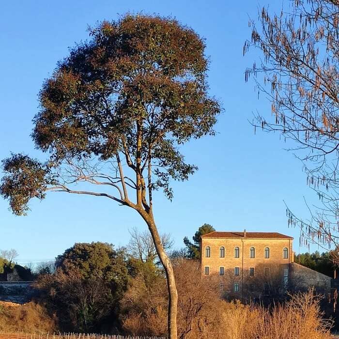 Illustration de l'événement : Les moulins de la Bastide Sainte Cecile des Arcs - Ecomusée de l'Olive