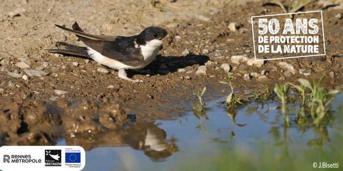 Illustration de l'événement : Balade et découverte des espèces protégées du parc de la Morinais