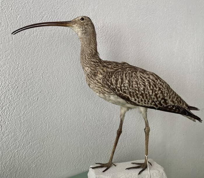 Illustration de l'événement : Visite commentée au Muséum Requien : Le Patrimoine naturel, entre pertes et solutions