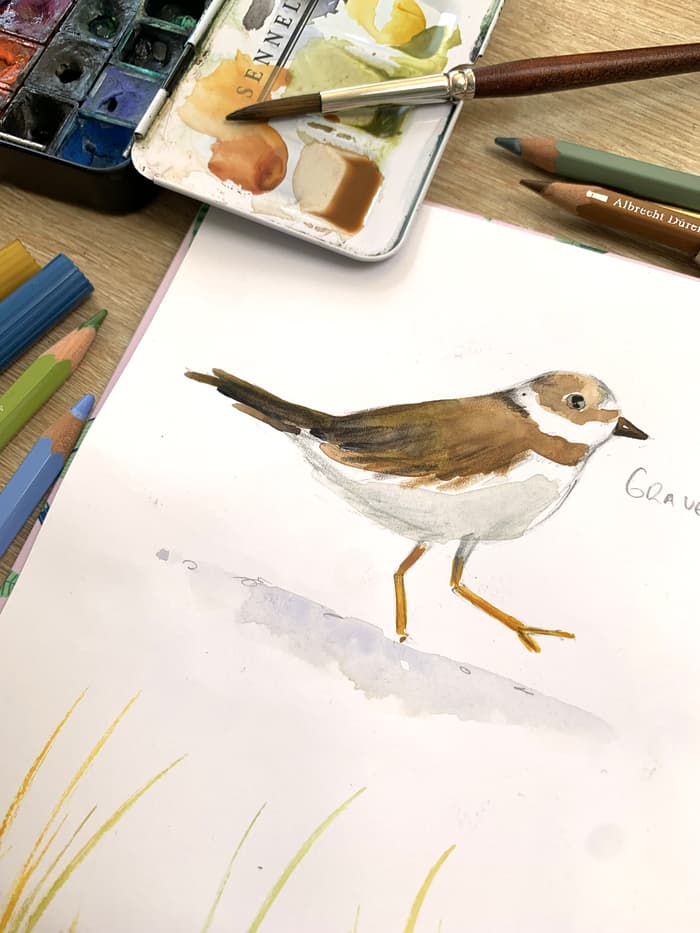 Illustration de l'événement : Atelier d’été : initiation à l’aquarelle et découverte de la biodiversité locale