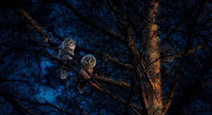 Illustration de l'événement : Chouettes, chauves-souris et papillons de nuit