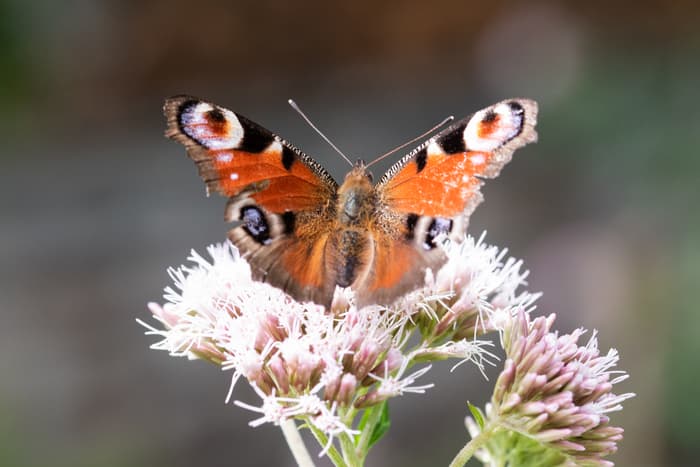 Illustration de l'événement : Papillonnages à Montormel