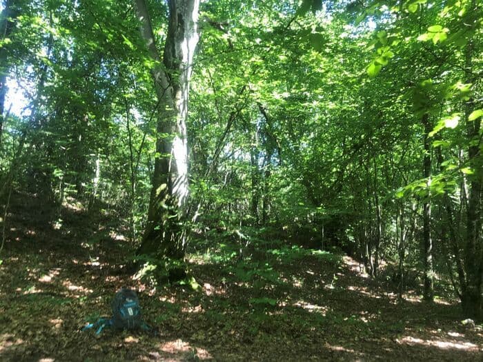 Illustration de l'événement : Balade ressourçante "La forêt, mon espace de liberté"