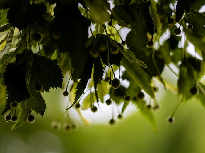 Illustration de l'événement : Reconnaissance des arbres et des arbustes à partir de leurs feuilles