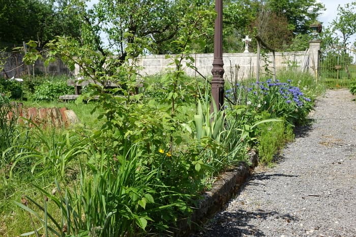 Illustration de l'événement : Découverte d'un jardin tout à la fois médiéval, paysager et verger expérimental