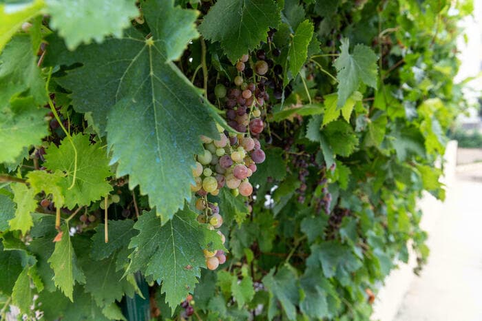Illustration de l'événement : Randonnée De la Vigne au Verre
