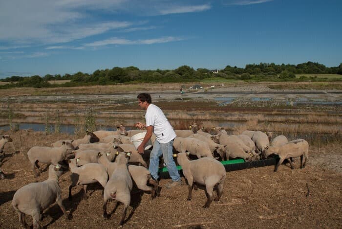 Illustration de l'événement : Visite d'élevage de Moutons sur les Marais Salants