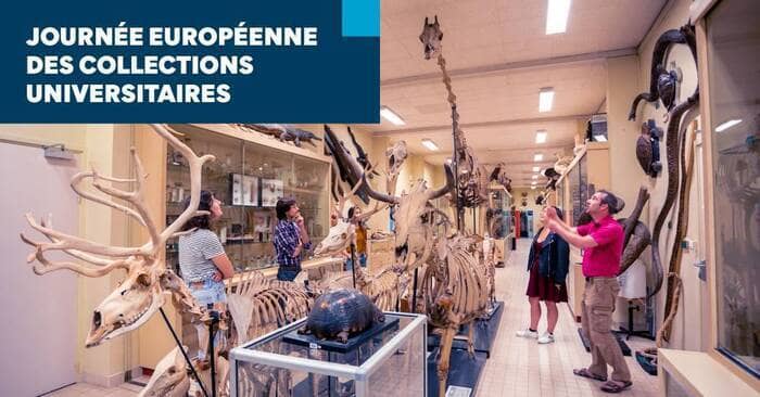 Illustration de l'événement : Journée européenne des collections universitaires
