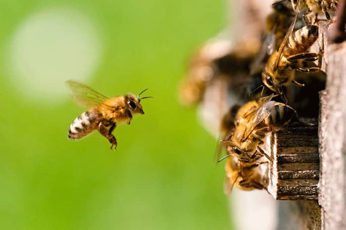 Illustration de l'événement : Découverte des ruches et des abeilles