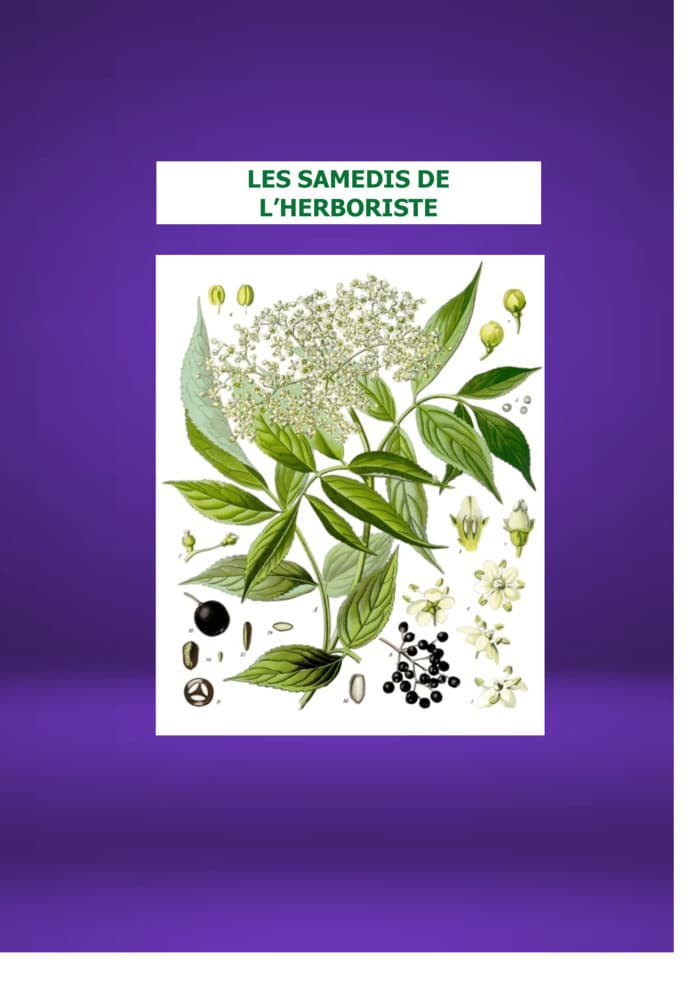 Illustration de l'événement : LES SAMEDIS DE L'HERBORISTE : Monsieur le SUREAU NOIR