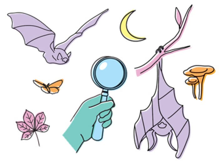 Illustration de l'événement : CHAVILLE - A la découverte des ombres volantes et autres animaux nocturnes !