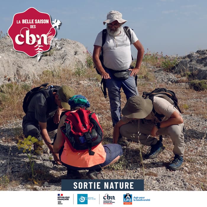 Illustration de l'événement : Balade nature - Les plantes et les oiseaux du littoral des Salins (Hyères - 83)