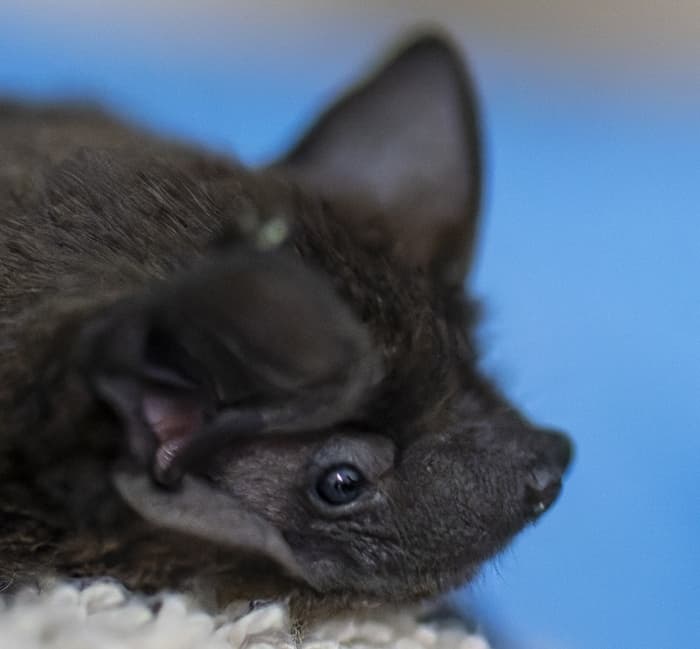 Illustration de l'événement : Découverte des chauves-souris en Lorraine