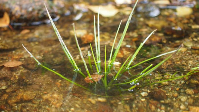 Illustration de l'événement : A la recherche de l'Isoète à spores épineuses et d'autres espèces d'intérêt patrimonial de l'Etang de Sagnat et bords de Gartempe
