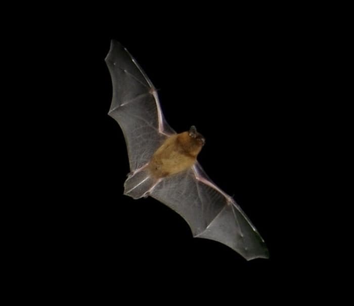 Illustration de l'événement : À la découverte des chauves-souris