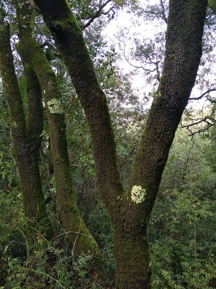 Illustration de l'événement : Arbres et arbustes indigènes : des arbres et des savoirs