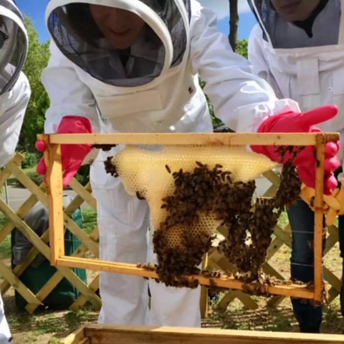 Illustration de l'événement : Découverte de l'apiculture autour de Toulouse