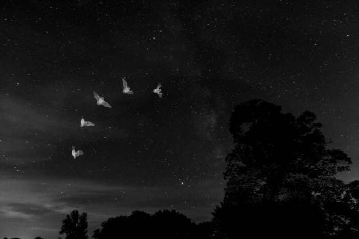 Illustration de l'événement : SEVRES : A la découverte des ombres volantes et autres animaux nocturnes !