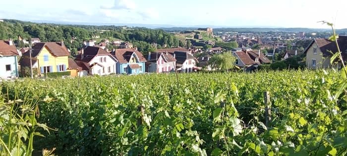 Illustration de l'événement : Visite guidées des vignes de la Miotte