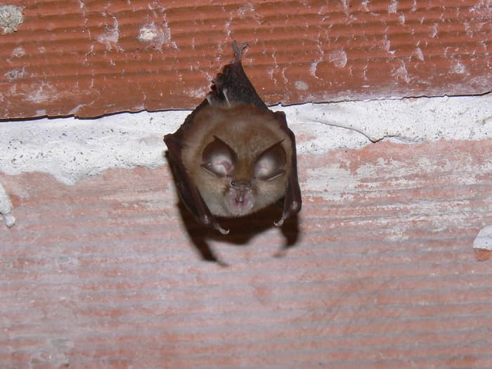 Illustration de l'événement : 30ème Nuit internationale de la chauve-souris