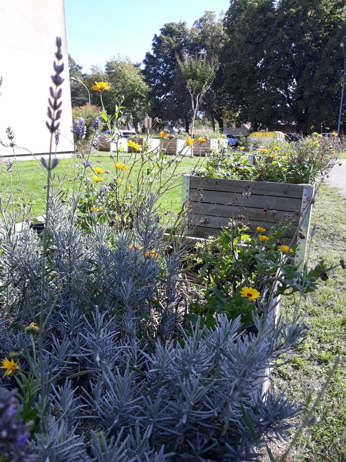 Illustration de l'événement : Rendez-vous au jardin Chêne des anglais