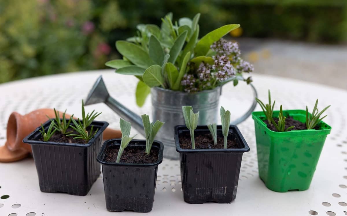 Illustration de l'événement : Atelier jardinage « Boutures d'Aromatiques »