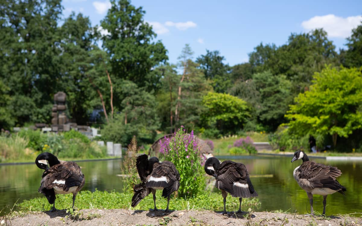 Illustration de l'événement : Visite du parc Floral de Paris