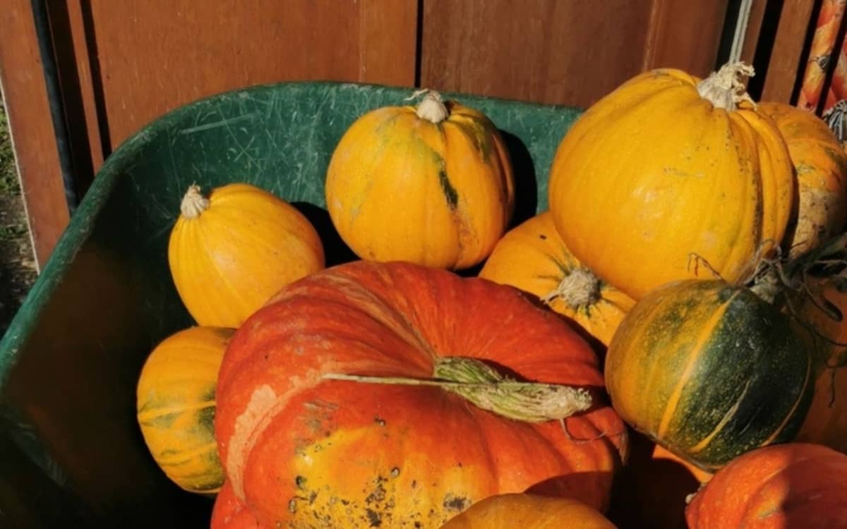 Illustration de l'événement : Fête de la soupe au jardin partagé