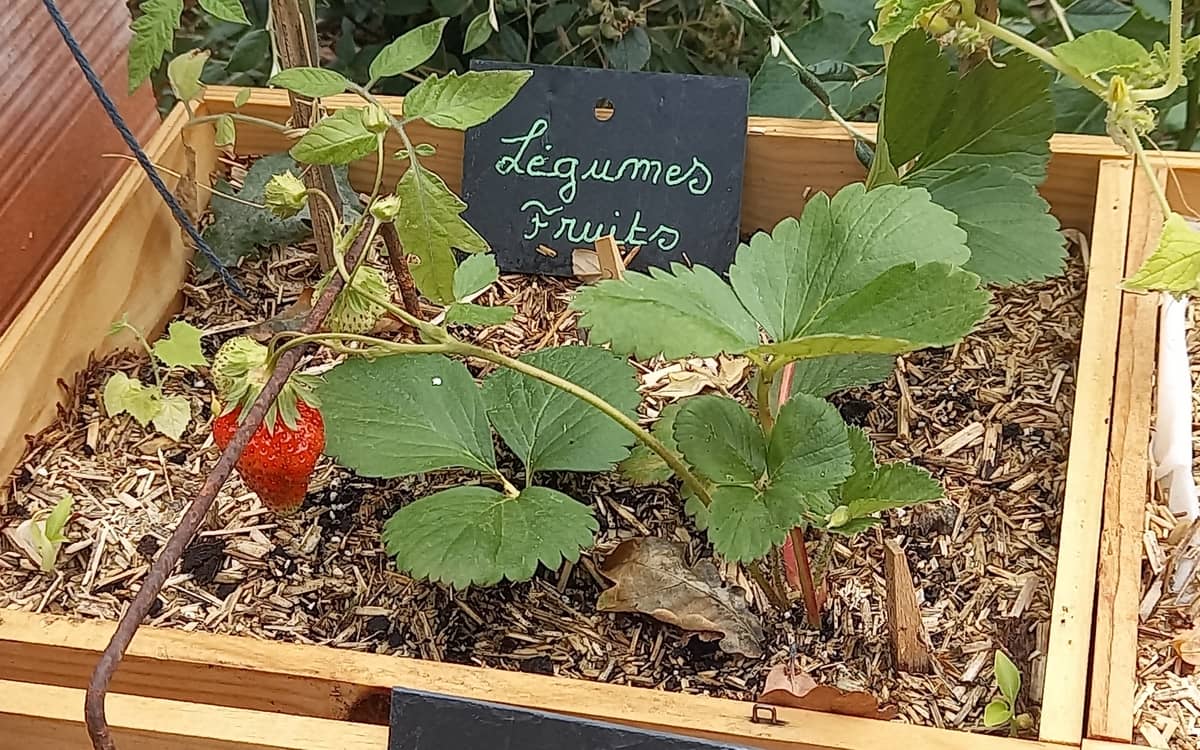 Illustration de l'événement : Des fraisiers à rapporter chez soi et à multiplier en bac