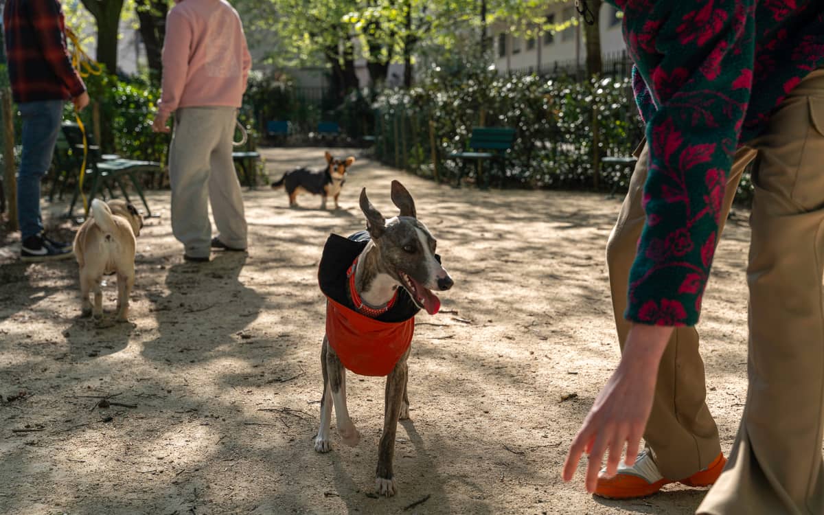 Illustration de l'événement : Fête de l'animal en ville dans le 14e