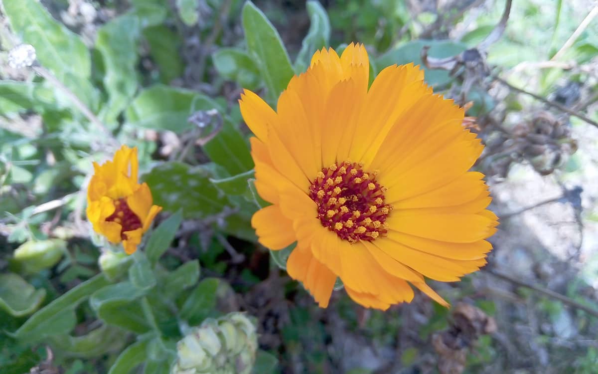 Illustration de l'événement : Une plante et ses usages : Le calendula et ses fleurs