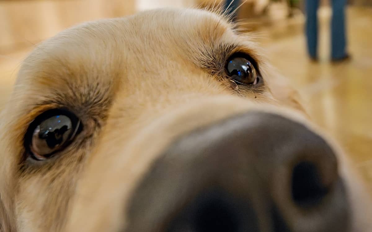 Illustration de l'événement : Initiation aux soins coopératifs des chiens et des chats