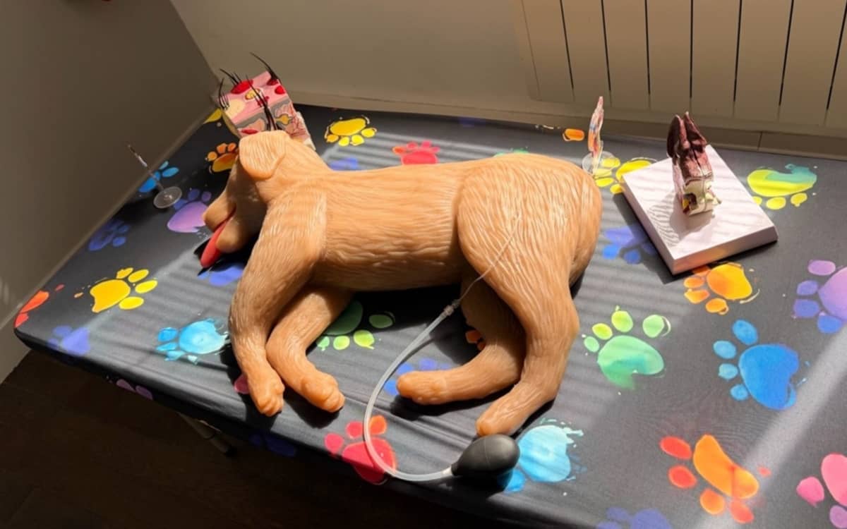 Illustration de l'événement : Initiation aux gestes de premiers secours pour chiens et chats