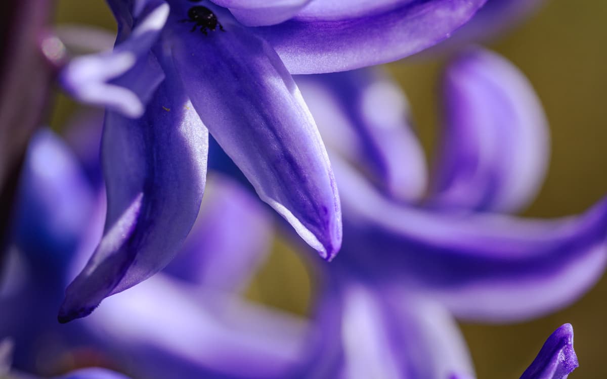 Illustration de l'événement : Petites fleurs sauvages à la loupe