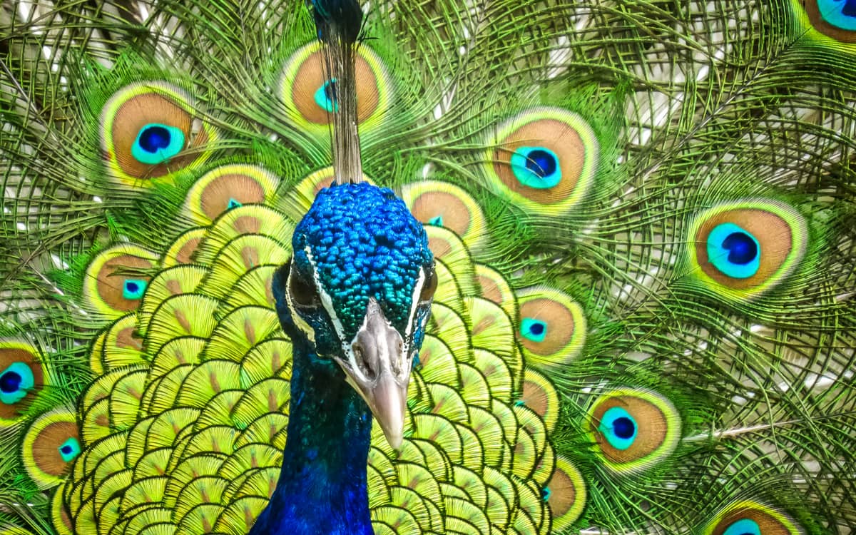 Illustration de l'événement : Les oiseaux du Parc Floral de Paris