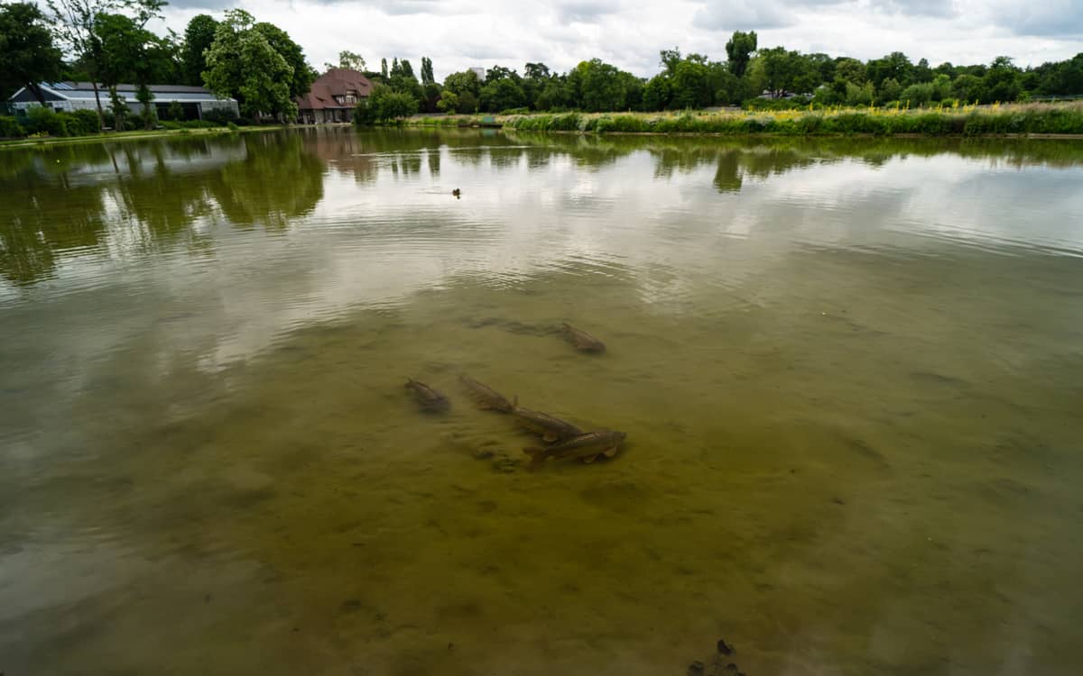 Illustration de l'événement : Comme un poisson dans la Seine