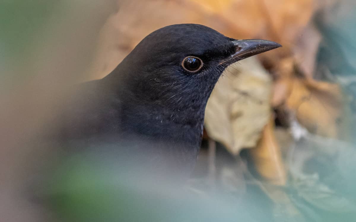 Illustration de l'événement : Science participative : Oiseaux des jardins