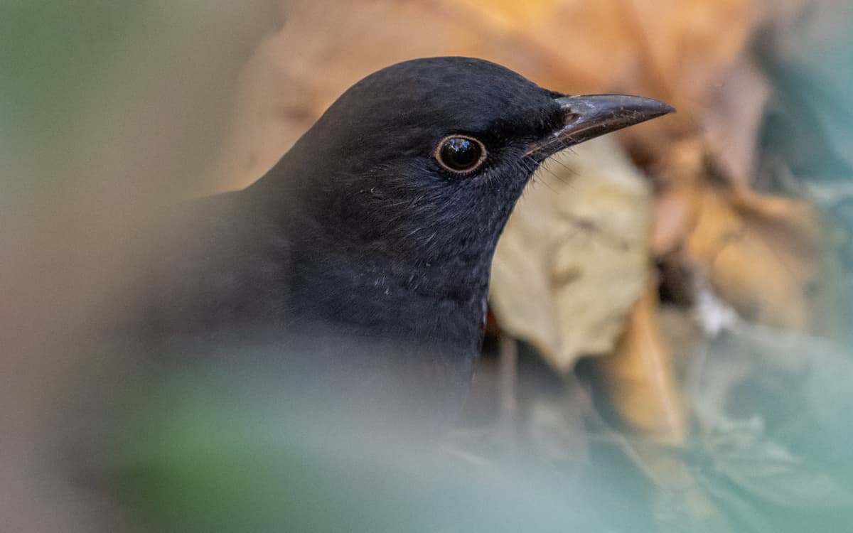 Illustration de l'événement : Science participative : Oiseaux des jardins