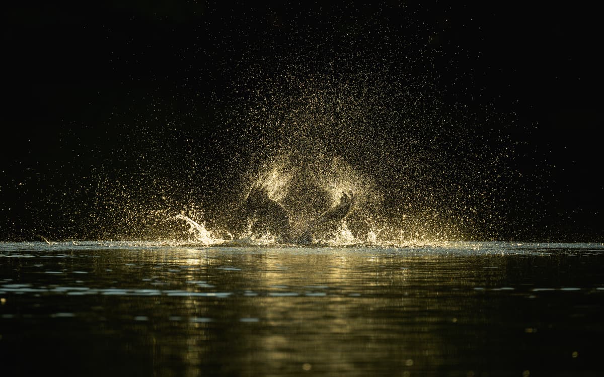 Illustration de l'événement : Les oiseaux au lac des Minimes